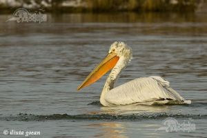 pelicanul-cret1